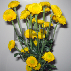 chrysanthemum button yellow